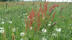 Wildflowers in meadow near Viller the Garden