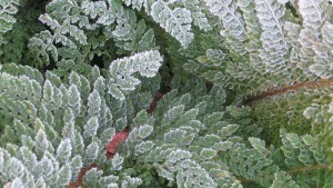 Polystichum setiferum 'Divisilobum Plumosum'