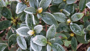 Rhododendron ferrugineum Photo:Frank Fritschy
