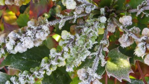 Mahonia japonica with snow