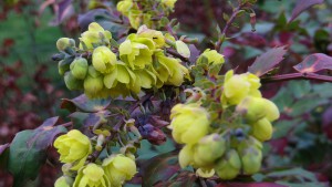 Mahonia japonica flowers