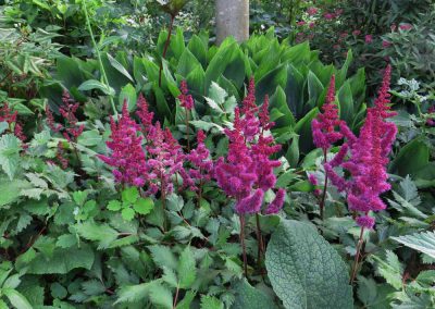 Astilbe-Visions-in-Red Viller the Garden
