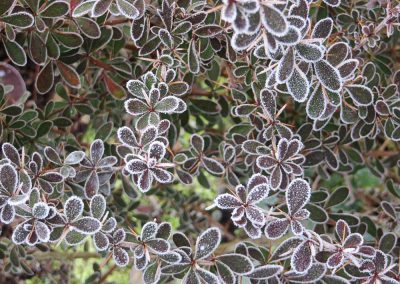 Hoarfrost on Berberis wilsoniae Long Border Viller the Garden