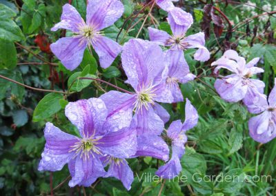 clematis-emilia-plater