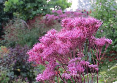 eupatorium-purpureum