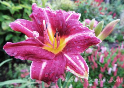 hemerocallis-mary-reed