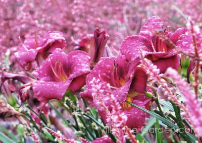 persicaria-pink-elephant