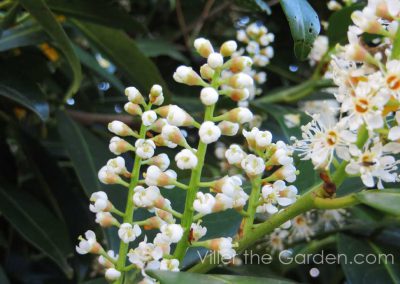 prunus laurocerasus