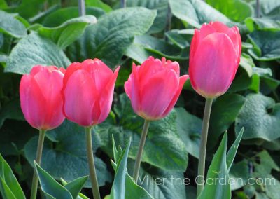 triumph-tulip