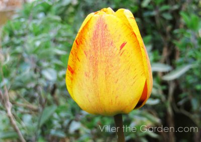 tulipa-apeldoorn