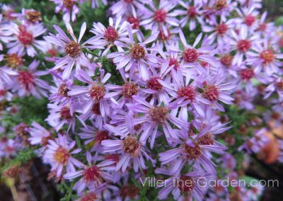 Aster vimineus 'Lovely'