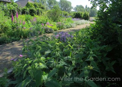 Phlomis russeliana