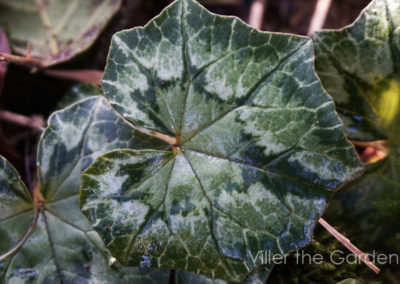 Cyclamen hederifolium