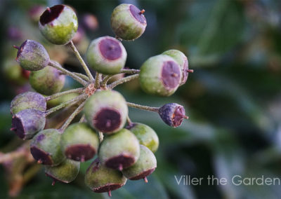 Fruit Ivy