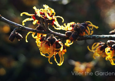 Hamamelis mollis